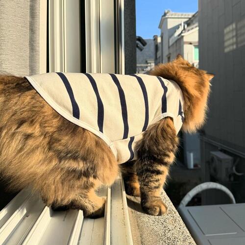 ♠[개달당] 고양이옷 무형광 츄츄 민소매 티셔츠 실내복 2colors