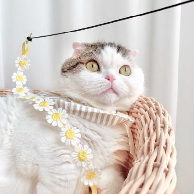 ♠[개달당]동백꽃 낚시대 고양이 끈 장난감 카샤카샤 리필