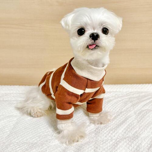 ♠[개달당] 강아지 옷 티라미수 무형광 터틀넥 티셔츠 2colors 3size