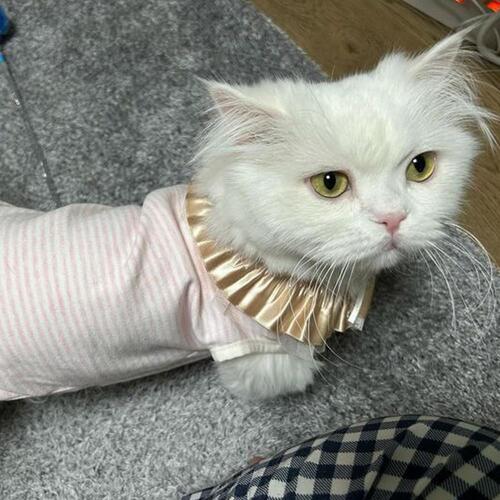 ♠[개달당] 고양이옷 무형광 밀크 스트라이프 민소매 티셔츠 2colors